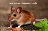 9 cách đuổi chuột ra khỏi nhà hiệu quả bằng nguyên liệu tự nhiên có sẵn trong bếp