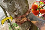 Nghèo mấy cũng đừng chặt 3 cây này, con cháu được bảo vệ bình an giàu có: 3 cây đó là gì?