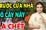 3 cây ác chớ trồng trước nhà: Đặc biệt loại thứ nhất, chặt ngay kẻo hối hận không kịp