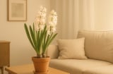 4 loại cây phong thủy nên tránh đặt trong phòng khách: Dân gian truyền lại nhiều điều kiêng kỵ