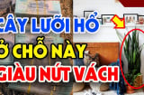 Cây lưỡi hổ trồng đúng 'hố vàng', gia chủ no nê Phúc Lộc, con cháu đề huề