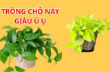 Trầu bà Thu Hút Tài Lộc nhưng có 4 vị trí cấm trồng, 1 vị trí cực tốt để Đại Lộc Sinh Tài