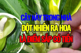 Hoa Khai Phú Quý: Nhà có 5 loại hoa nở hoa là 'nảy lộc', Tiền Tài kéo về
