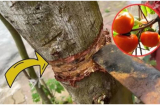 Nghèo mấy cũng không nên chặt bỏ 3 loại cây này: Cây càng xanh con cháu càng hưng thịnh, đời đời giàu có
