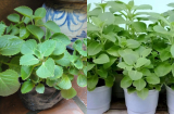 Trồng một lần, ăn cả tháng: Loại rau mọc nhanh như cỏ giúp mẹ đảm tiết kiệm cả chục bữa cơm
