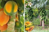 Quả đu đủ dùng thắp hương mang ý nghĩa tài lộc đủ đầy: Vậy có nên trồng cây đu đủ trước nhà?