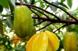 Trồng cây khế cực tốt về phong thủy, đặc biệt người tuổi này, mệnh này trồng cây khế cực giàu
