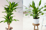 Cây Thiết Mộc Lan kỵ với người mệnh này, trồng trong nhà dễ hao tài tán lộc