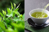 1 loại lá trồng đầy vườn quê được ví như 'nhân sâm người nghèo' là 'kè thù' của ung thư