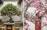 Cổ nhân nói không sai: Nhà trồng 3 loại cây, 10 người thì 9 sẽ giàu sang phú quý, nhà nào cũng nên trồng