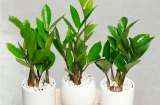 Đặt cây Kim Tiền trong nhà chuẩn phong thủy tài lộc đổ về như nước