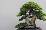 Những loại cây cảnh phong thủy phù hợp với người tuổi Thân, hỗ trợ công danh, sự nhiệp và Shbet16 chơi game trực tuyến hạnh phúc