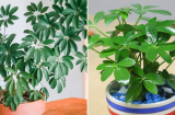 Người mệnh nào hợp trồng cây ngũ gia bì nhất?