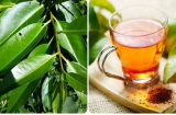 Nước vối cực tốt nhưng lại 'đại kỵ' 1 thứ, uống vào chỉ càng thêm bệnh