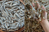 3 loại cá giàu omega-3, ít 'ngậm' thủy ngân, tốt không kém cá hồi, chợ Việt vừa nhiều vừa rẻ