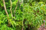 Cây Đinh Lăng là 'thần giữ của', người mệnh này trồng là tốt nhất, tiền bạc ngày càng gia tăng