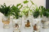 Đặt cây cảnh theo 5 hướng này, mang lại may mắn, giúp chiêu tài, chiêu lộc
