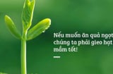 Nhân quả ở đời vốn rất chính xác và rõ ràng, gieo nhân nào thì gặt quả ấy