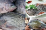 Thực hư thông tin ăn cá rô phi gây độc hại cho Sh88bet đăng ký miễn phí, chuyên gia lên tiếng