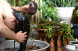 Gội đầu bằng 4 loại nước này giúp giảm rụng tóc, tóc con mọc lên không ngừng