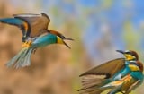 3 số cuối ngày sinh Âm lịch này, sinh ra đã có phúc khí vô tận, cuộc đời không phú cũng quý hơn người