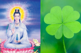 Bồ Tát che chở 3 Shbet888.com nhà cái uy tín này: Không bệnh tật, sống trường thọ, của cải dồi dào