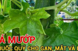 Không chỉ ăn quả, phần này của cây mướp là ‘báu vật’ cho gan, mắt và da, bỏ là uổng phí
