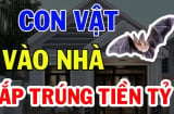 Con vật này vào nhà Đệ Tử Thần Tài: Càng ở lâu càng giàu có, đừng dại đuổi đi