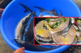 Loại cá không xương, ngon hơn cá Chép, bổ hơn cá Thu, giàu Omega 3 bậc nhất