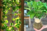 Trồng cây trầu bà trong nhà: Nên chú ý điều này kẻo gây hại