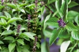Cách dùng rau húng quế giúp giảm căng thẳng và ngủ ngon, đơn giản và tiết kiệm