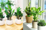 Đặt cây đúng chỗ này, vận xui tan biến, tiền tự tìm đến, may mắn nối đuôi nhau gõ cửa