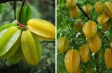 2 mệnh này cực hợp trồng Cây Khế: Có 1 cây như hũ chôn tiền, cây càng lâu năm càng giàu có