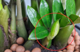 5 loại cây nở hoa điềm báo may mắn giàu có