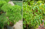 Cây Đinh Lăng trấn giữ của cải đừng trồng linh tinh: Đây chính là vị trí tốt nhất, đừng bỏ qua