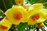 2 Cây cảnh có hoa thơm đẹp lại tốt cho sức khỏe, thuận phong thủy như có vàng có bạc trong nhà