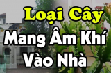 3 cây âm trồng trước nhà cây càng xanh người càng suy: Đó là cây gì?