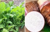 4 loại rau củ không cần thuốc trừ sâu: Đi chợ cứ yên tâm mua ăn, vừa ngon vừa an toàn