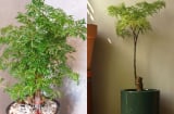 Trồng cây đinh lăng trước nhà trấn trạch an gia: Đặc biệt người tuổi này, mệnh này đón tài lộc giàu nứt vách