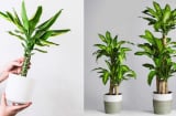 Trồng Thiết Mộc Lan hút lộc nhưng kỵ với người thuộc mệnh này