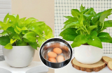 Tưới trầu bà bằng 2 loại nước này, lá xanh như bôi mỡ