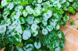 Người xưa dạy: Đặt 3 thứ trong nhà là gọi tiền của vào cửa, gia chủ ăn nên làm ra