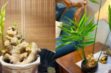 Đặt chậu gừng phong thủy ở 2 vị trí này, công việc hanh thông, lộc đến ào ào