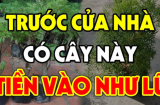 3 loại cây này trồng trước nhà: 3 đời phú quý sung túc