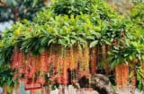 Người thuộc 2 mệnh này trồng cây lộc vừng như chôn vàng trong sân, càng xanh tươi càng phú quý vượng tài