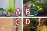 Kiểm tra tâm lý: Chọn tách trà thơm nhất để đoán vận may, tài lộc và may mắn trong 3 năm tới