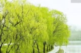 Cây Thanh Long trong tục ngữ: Bí ẩn giúp con cháu giàu sang, nhà bạn có không?