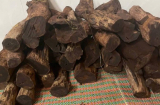 Thương lái ồ ạt thu mua gỗ mán đỉa giá 3 triệu/kg: Kiểm lâm Quảng Trị vào cuộc làm rõ
