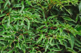 5 loại cây trấn trạch phổ biến ở Việt Nam: Giữ bình an cho ngôi nhà, đồng thời là “thuốc quý”