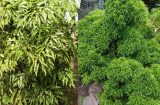 Trồng cây đinh lăng trước nhà: Trấn trạch an gia, người này càng trồng càng vượng lộc